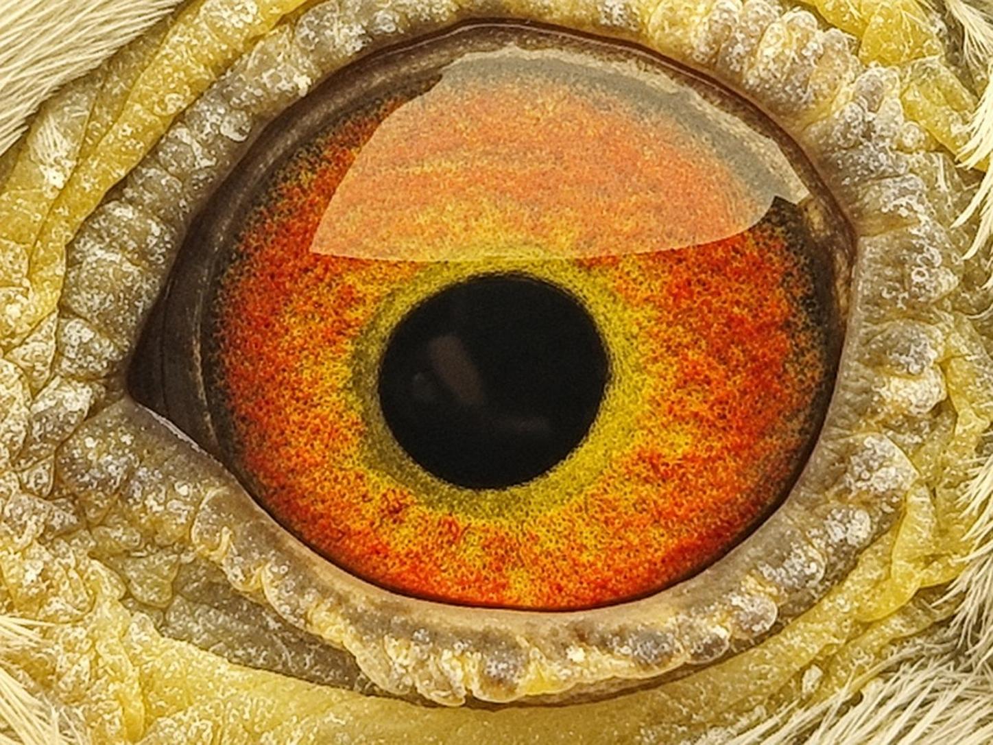 Pigeon eye